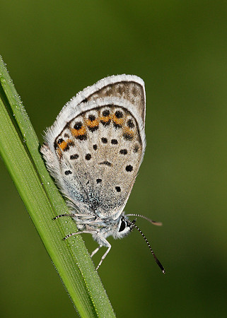 Silver-studded Blue Plebejus argus