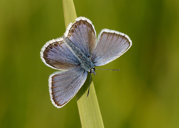 Silver-studded Blue Plebejus argus