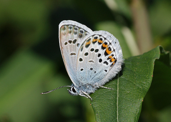 Silver-studded Blue Plebejus argus