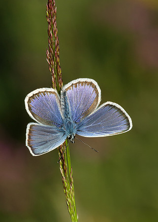 Silver-studded Blue Plebejus argus