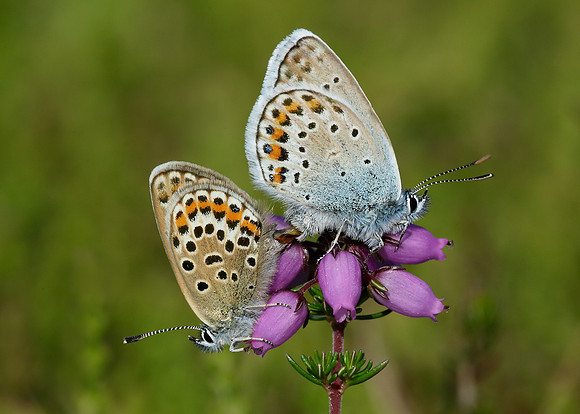 Silver-studded Blue Plebejus argus