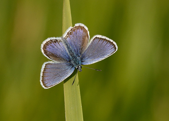 Silver-studded Blue Plebejus argus