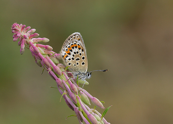 Silver-studded Blue Plebejus argus