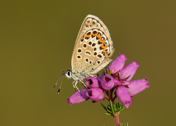Silver-studded Blue Plebejus argus