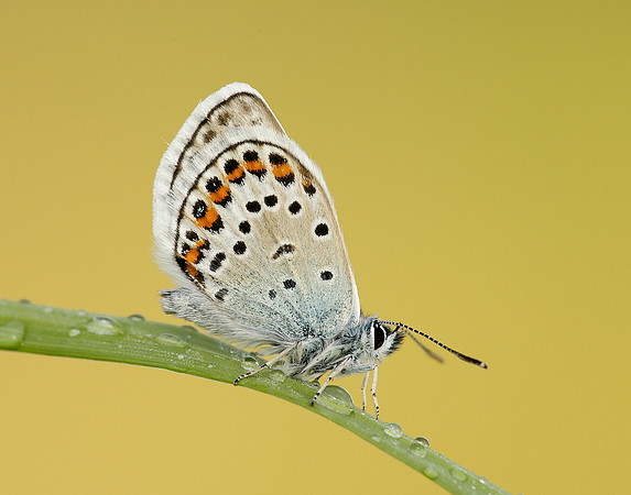 Silver-studded Blue Plebejus argus