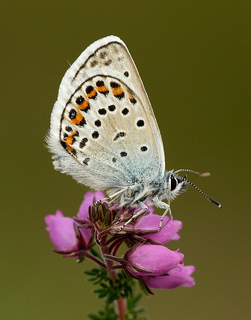 Silver-studded Blue Plebejus argus
