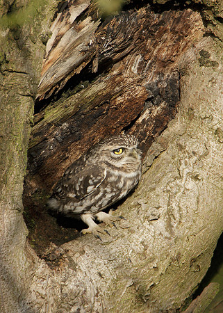 Little Owl Athene noctua