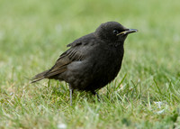 Starling Sturnus vulgaris