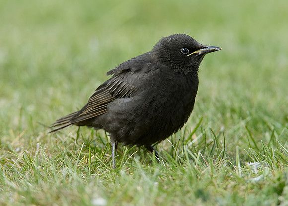 Starling Sturnus vulgaris