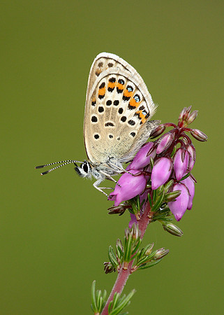 Silver-studded Blue Plebejus argus