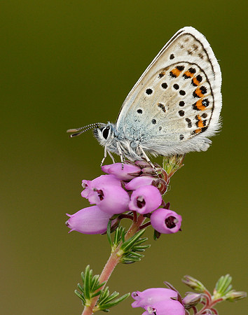 Silver-studded Blue Plebejus argus