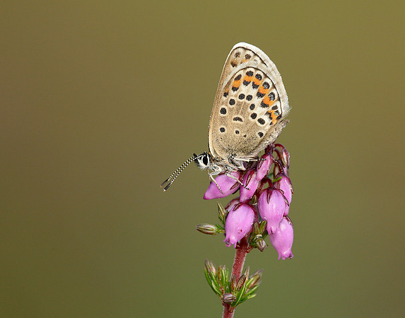 Silver-studded Blue Plebejus argus