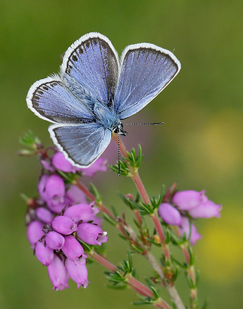 Silver-studded Blue Plebejus argus