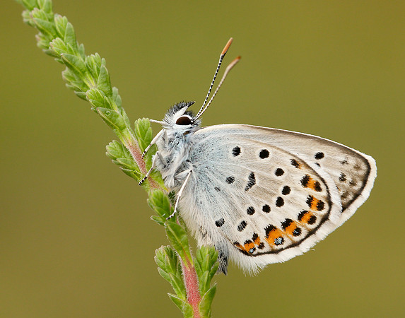 Silver-studded Blue Plebejus argus