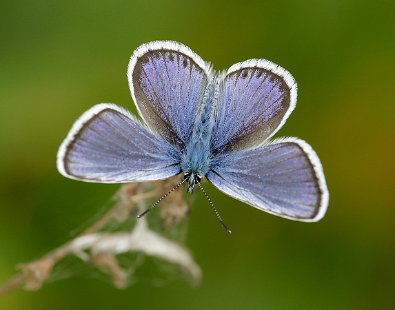 Silver-studded Blue Plebejus argus