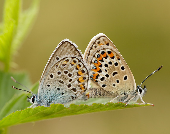 Silver-studded Blue Plebejus argus