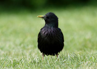Starling Sturnus vulgaris