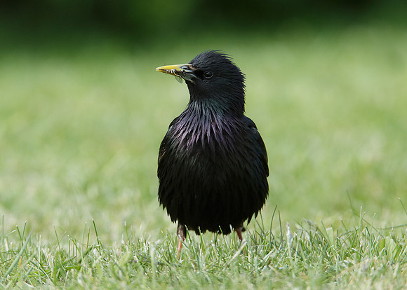 Starling Sturnus vulgaris