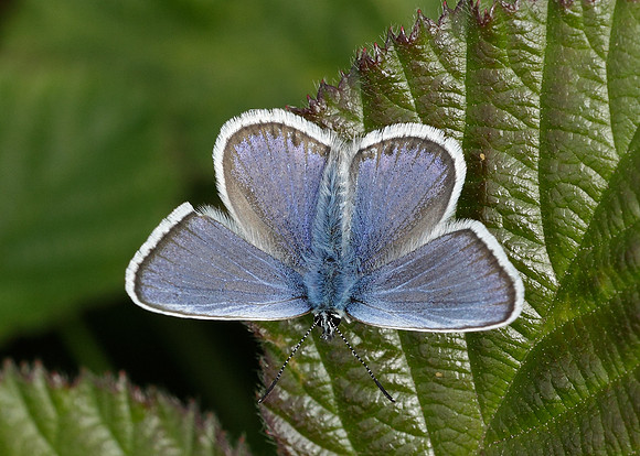 Silver-studded Blue Plebejus argus