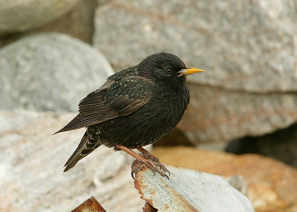 Starling Sturnus vulgaris