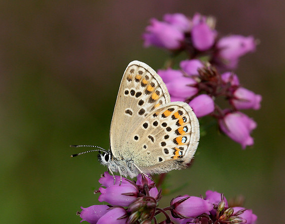 Silver-studded Blue Plebejus argus