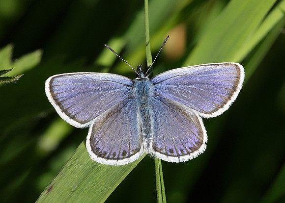 Silver-studded Blue Plebejus argus
