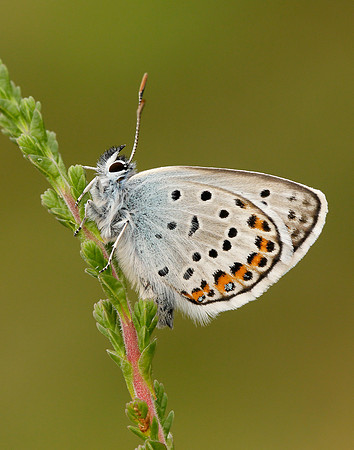 Silver-studded Blue Plebejus argus