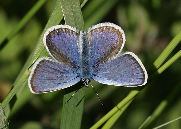 Silver-studded Blue Plebejus argus