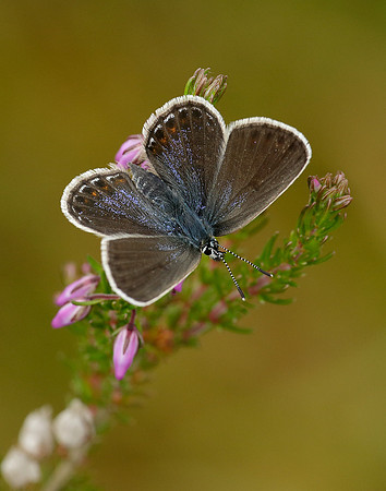 Silver-studded Blue Plebejus argus