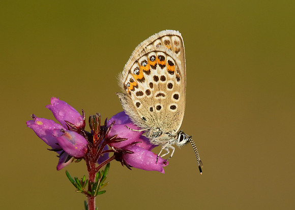 Silver-studded Blue Plebejus argus