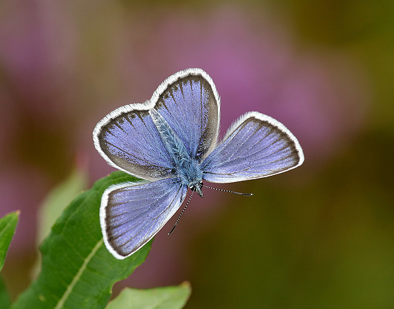 Silver-studded Blue Plebejus argus