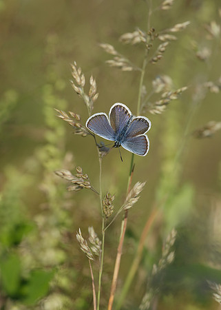 Silver-studded Blue Plebejus argus