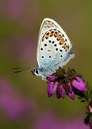 Silver-studded Blue Plebejus argus