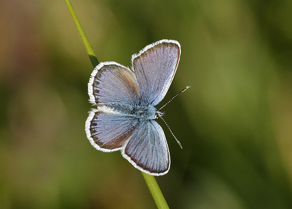 Silver-studded Blue Plebejus argus