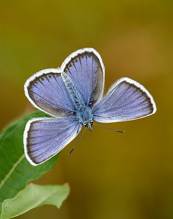 Silver-studded Blue Plebejus argus