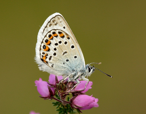 Silver-studded Blue Plebejus argus
