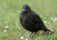 Starling Sturnus vulgaris