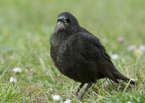 Starling Sturnus vulgaris