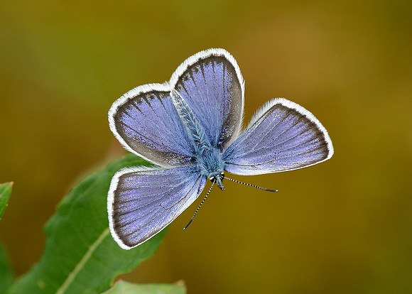 Silver-studded Blue Plebejus argus