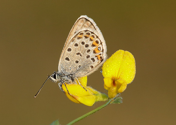Silver-studded Blue Plebejus argus