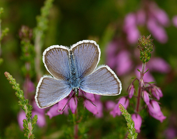 Silver-studded Blue Plebejus argus
