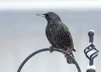 Starling Sturnus vulgaris