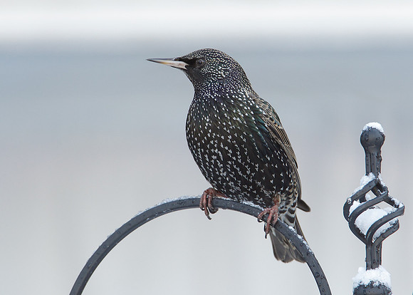 Starling Sturnus vulgaris