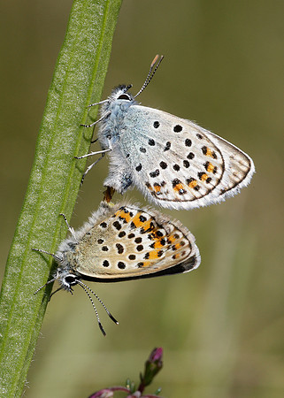 Silver-studded Blue Plebejus argus