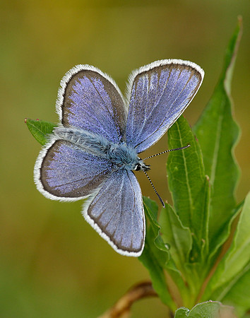 Silver-studded Blue Plebejus argus