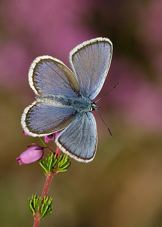 Silver-studded Blue Plebejus argus