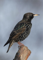 Starling Sturnus vulgaris