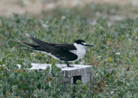 Sooty Tern Sterna fuscata