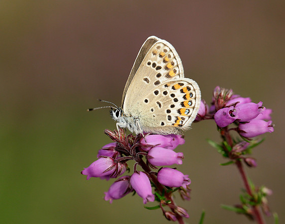Silver-studded Blue Plebejus argus