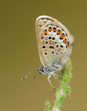 Silver-studded Blue Plebejus argus